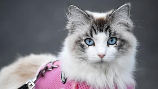 Ragdoll-Katze mit rosa Geschirr