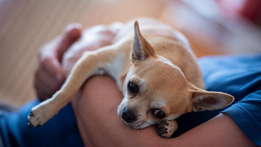 Chihuahua wird vom Besitzer gehalten