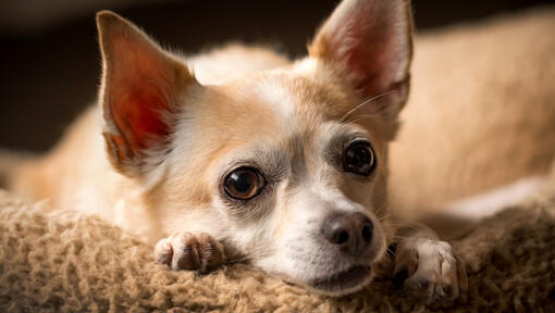 Chihuahua ruht auf einer Decke