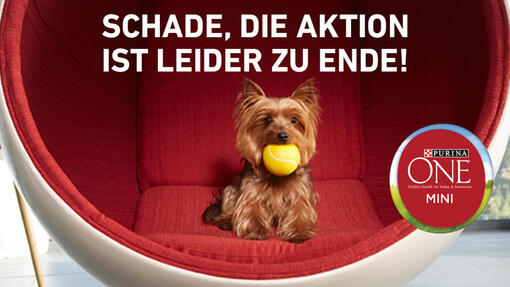 Jetzt PURINA ONE Mini kennenlernen – mit bis zu 6€ Cashback!
