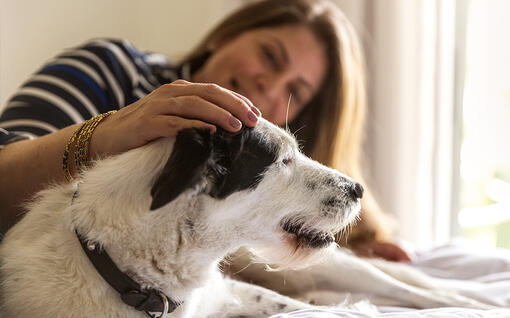 Frauchen mit Hund gemütlich zu Hause