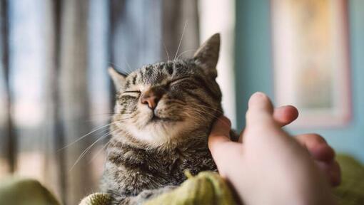 Zufriedene Katze, die das Gesicht gerieben hat