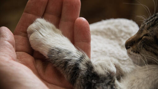 menschliche Hand, die die Pfote einer Katze hält