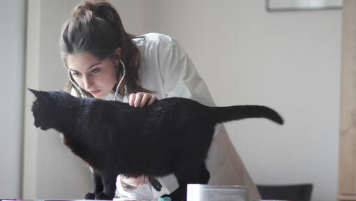 Tierarzt untersucht schwarze Katze
