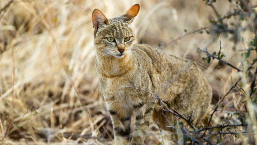 eine wilde Katze im hohen Gras