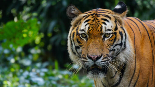 ein Tiger in freier Wildbahn