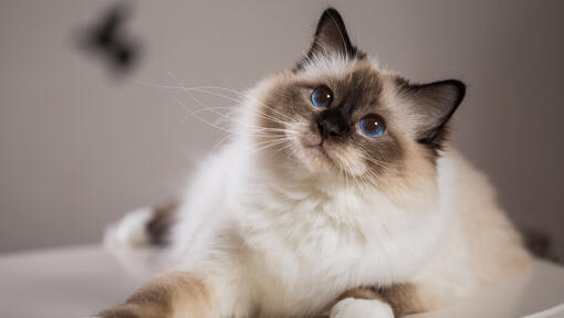 Ragdoll-Katze