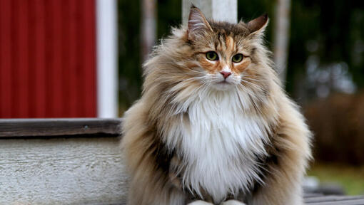 Maine-Coon-Katze