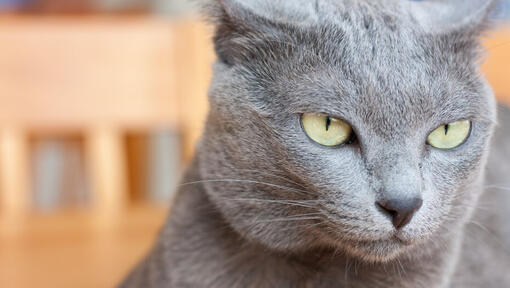 Russische blaue Katze