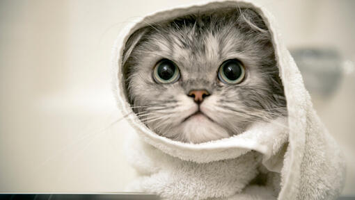 graues Kätzchen mit einem Handtuch um den Kopf