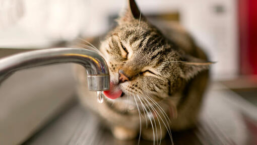 Braune Katze trinkt Wasser aus einem Wasserhahn
