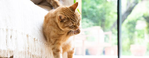 katze putzt sich selbst
