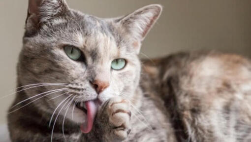 katze mit grünen augen, die seine pfoten lecken