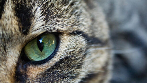 Nahaufnahme des grünen Auges einer Katze