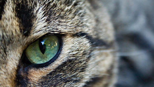 Die Augen der Katze: Was können sie sehen?