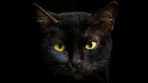 Nahaufnahme einer schwarzen Katze mit gelben Augen