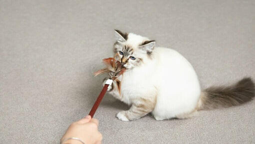 Kätzchen spielt mit einem Federstab