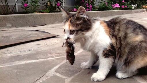 Katze mit einer Maus im Maul