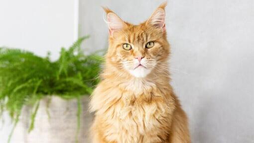 Ingwer Maine Coon sitzt