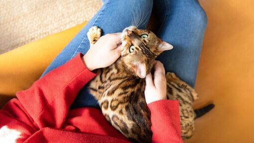 Bengal-Katze sitzt auf dem Schoß des Besitzers