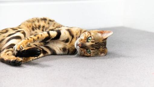 Bengal-Katze rollt sich auf dem Boden zusammen