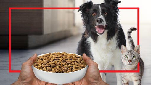 Hund und Katze blicken in die Kamera, wobei ihnen eine Schüssel mit Tierfutter angeboten wird