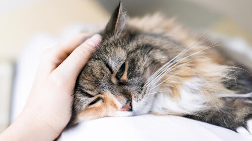 Katze schläft, während sie gestreichelt wird