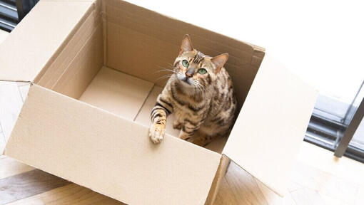 Bengal-Katze sitzt in einem Karton.