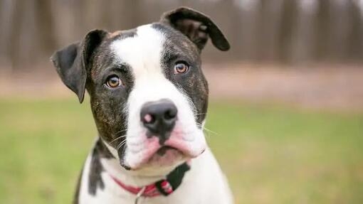 American Bulldog Personality 