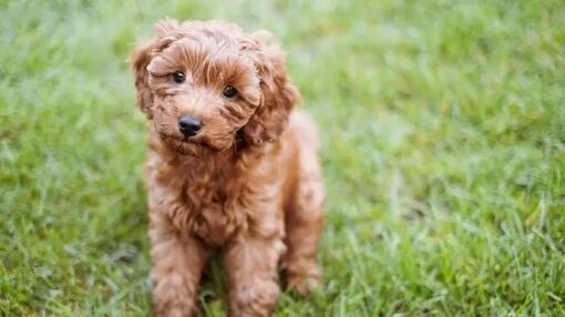 Cavapoo Personality