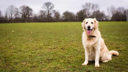 how to teach a dog to sit