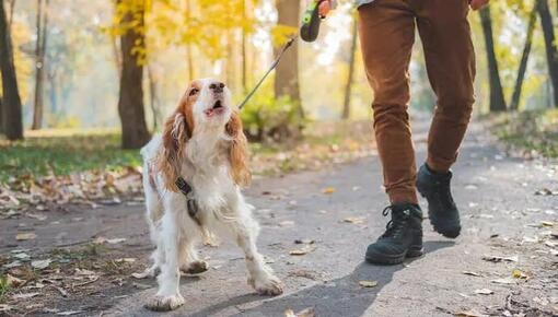 how to train your dog to ignore