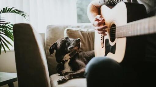 relaxing music for dogs