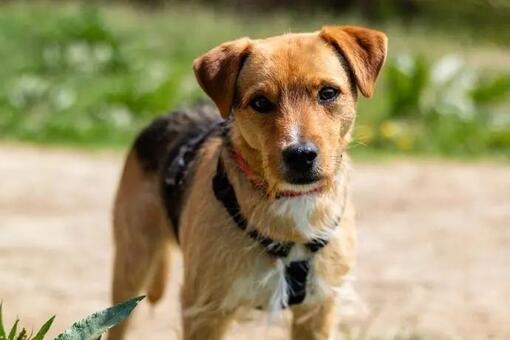 Patterdale Terrier Appearance 