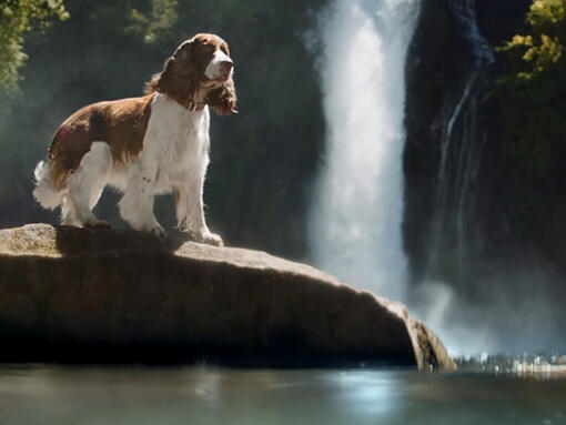 Adventuros Hero Image - Hund auf einem Stein vor Wasser
