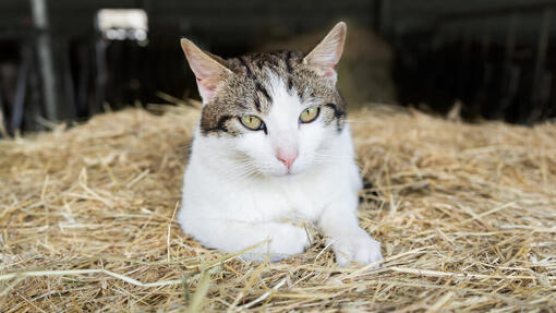 Katze sitzt auf Heu