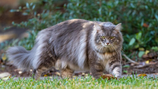 Große Katze in einem Garten