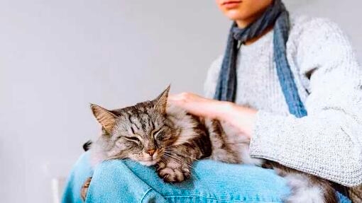 Wie wird eine Fehlgeburt bei Katzen behandelt?