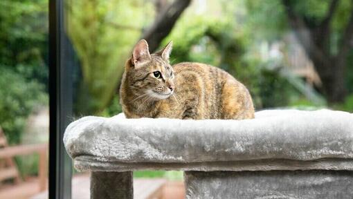 Braune Katze sitzt in einem Katzenbett