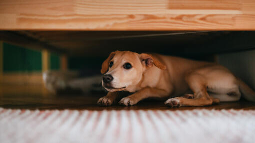 Hund versteckt sich