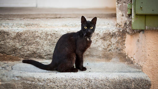 Schwarze Katze mit grünen Augen sitzt auf der Stufe.