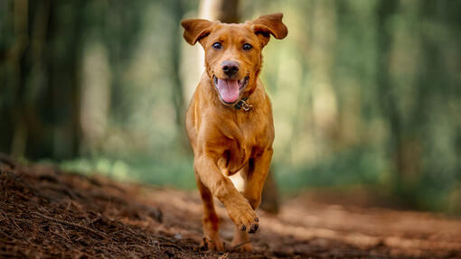 Hund geht im Wald spazieren