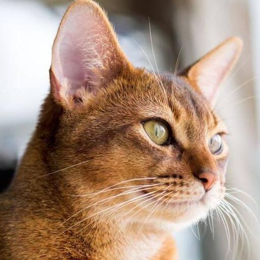 Abessinier-Katzenrasse