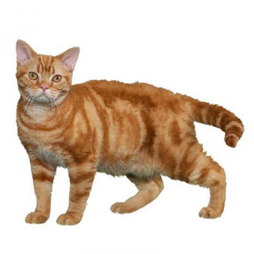 Amerikanische Wirehair-Katzenrasse