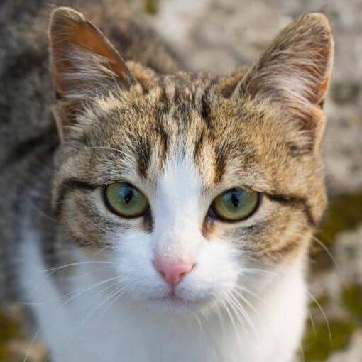 American Wirehair schaut jemanden an
