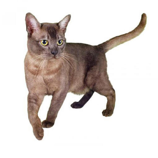 Asiatische Katzenrasse