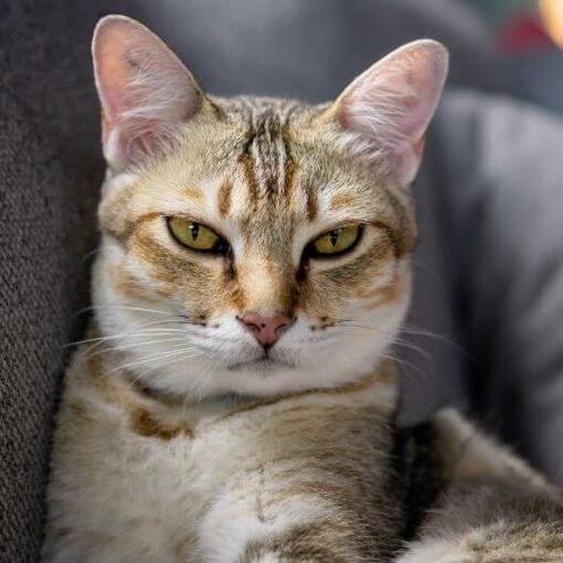 Asiatische Katzenrasse