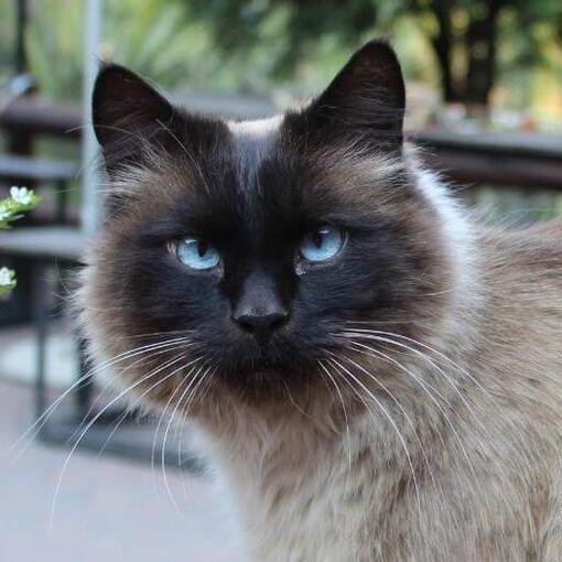 Balinesische Katzenrasse