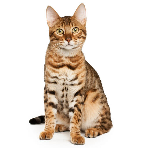 Bengalkatzenrasse