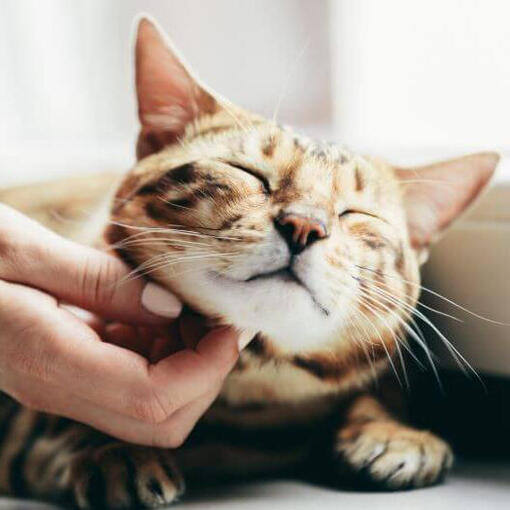 Bengalkatzenrasse